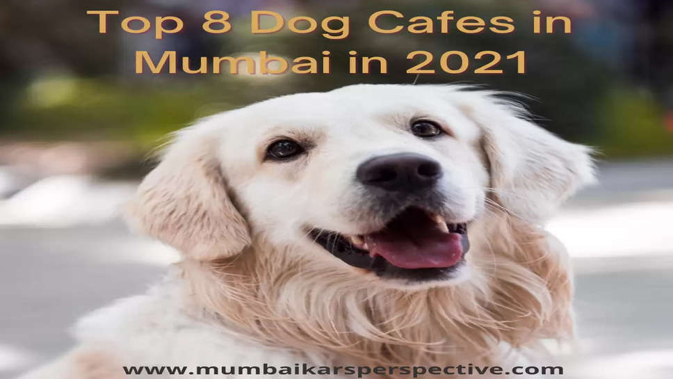 Top 8 Dog Cafes in Mumbai in 2021