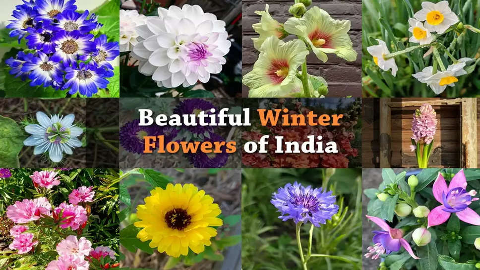 winter flowers in india in 2022