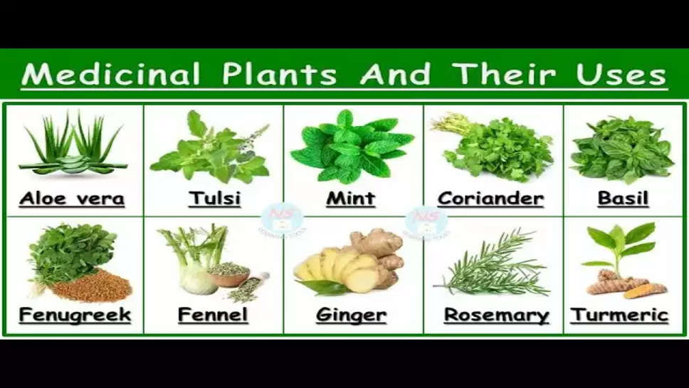 Top 15 Medicinal Plant Names & Their Uses