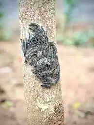 Home Remedies to get rid of Blanket Worm/ Kambli Poochi