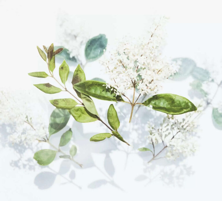 Meera Herbal hair wash powder review