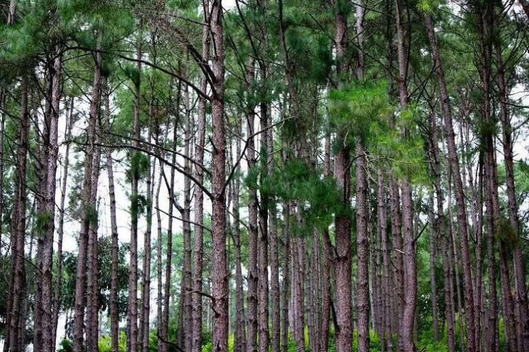 Top 10 Places To Visit In Daringbadi, Odisha