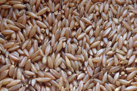 Health Benefits Of Bamboo Rice & Recipes