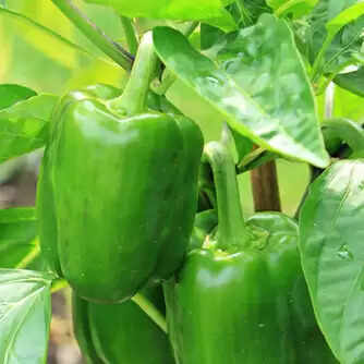 How To Grow Capsicum At Home In India