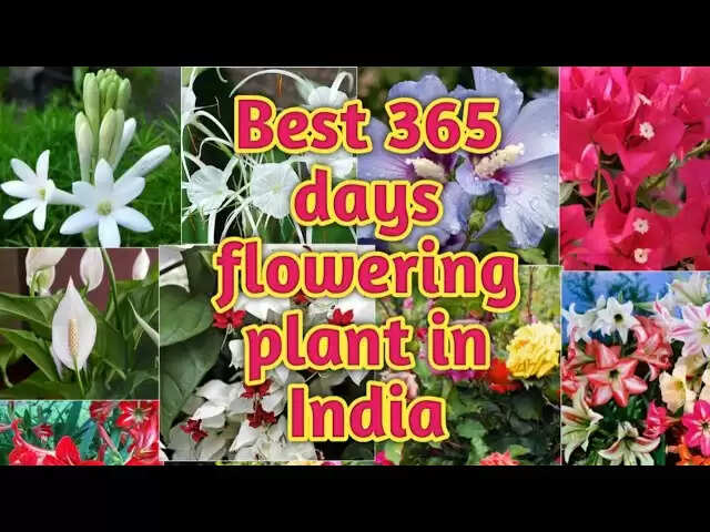 10 Best 365 Days Flowering Plants In India In 2022