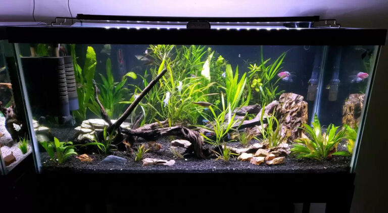 Benefits Of Keeping Aquarium At Home