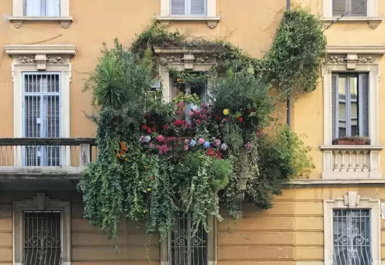 Top 8 Creepers For Your Balcony In India In 2022