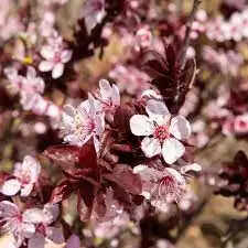 Top Flowering Trees in India