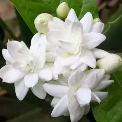 Facts About Growing Mogra i.e. Arabian Jasmine Plant