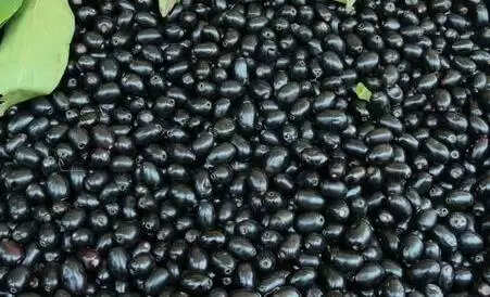 Top Benefits Of Jamun