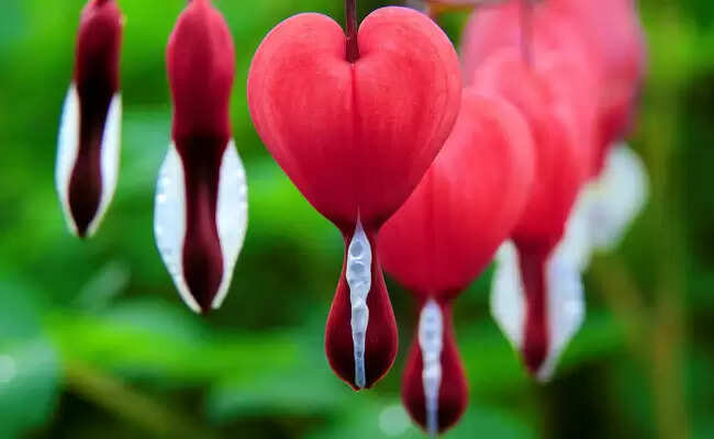 Top 10 Most Beautiful Flowers In The World