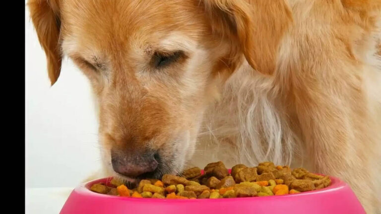 Is Vegetarian Diet Good For Your Dog?