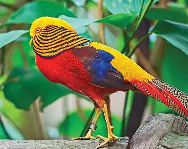 Top 10 Most Beautiful Birds In The World