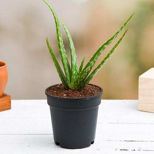Amazing Benefits of Aloe Vera
