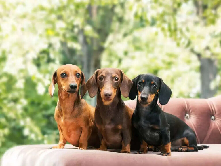 Top 10 Popular Dog Breeds In 2022