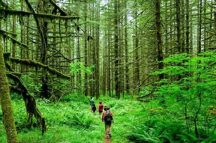 Top 5 Largest Forests in India in 2023