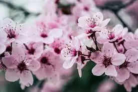 Top 5 Places To Spot Cherry Blossoms In India