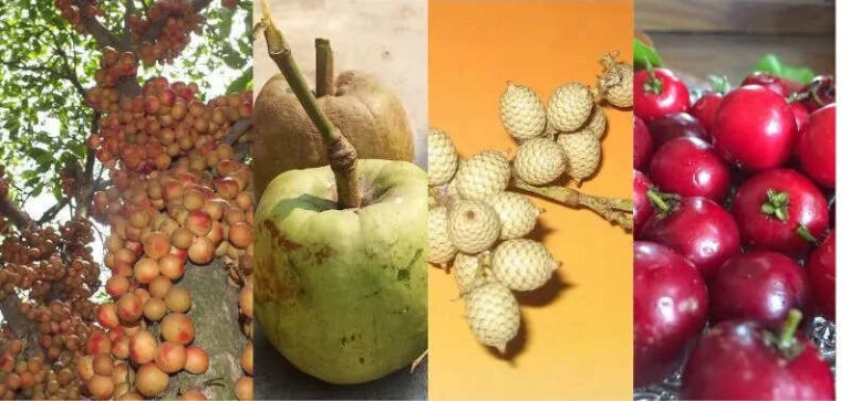Top 10 Fruits Found in Assam With Their English Names