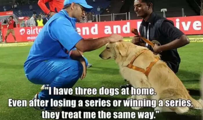 Know About All The Dogs Of MS Dhoni