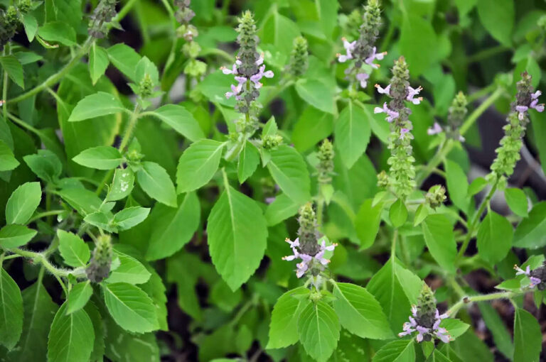 How To Water Tulsi (Holy Basil) Plant