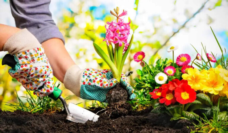 Know About The Importance Of Gardening In Our Life