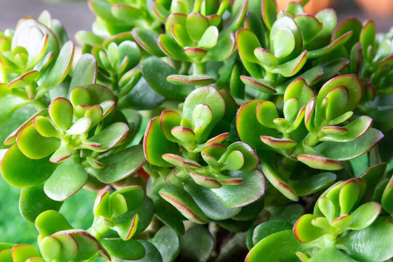 Difference Between The Jade Plant And Crassula Ovata