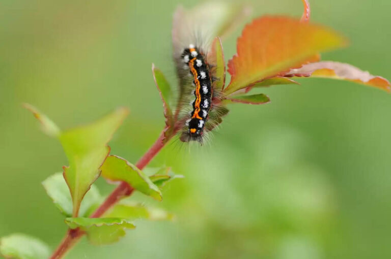 7 Easy Tips To Get Rid From Blanket Worm Insects