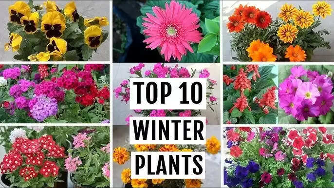 Top 10 Winter Flowers To Grow At Home