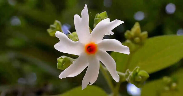 Know About Night Blooming Jasmine (Harshringar)