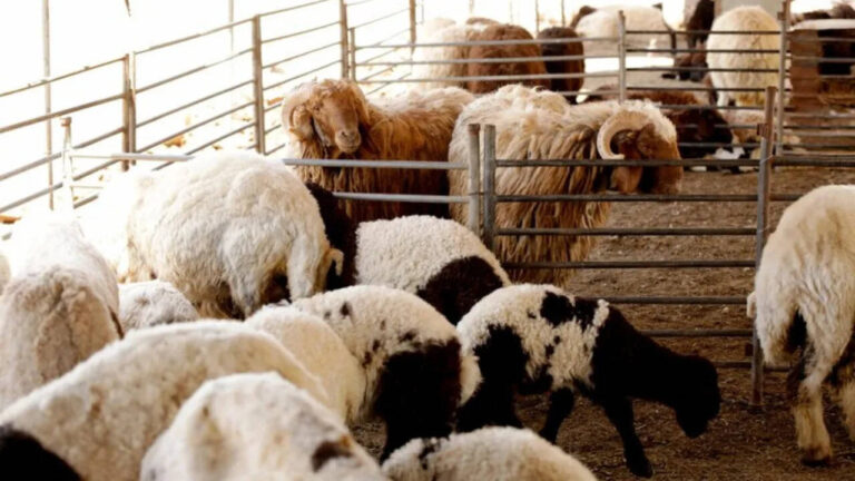 Sheep Farming in India Step-by-Step Guide, Set-up Cost, Profit In 2025
