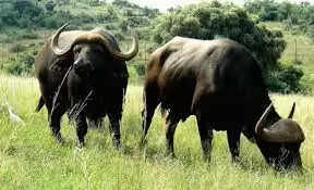 Know About Buffalo Farming in India Cost, Profits, Opportunities, Challenges