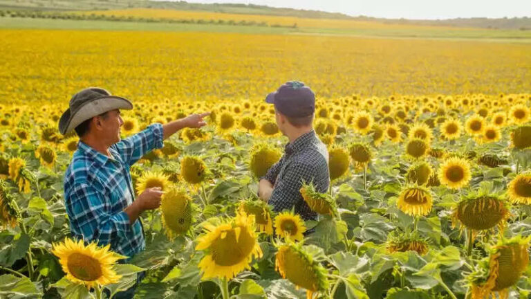 Know About Sunflower Farming in India A Complete Guide for 2025