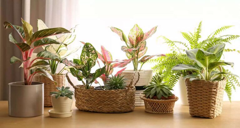 Top 10 Types of Plants for Home Garden In 2025