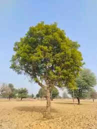Top 10 Screening Evergreen Trees for Indian Home Landscaping In 2025