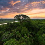 Know about Amazon Rainforest Map, Facts & Information in 2026