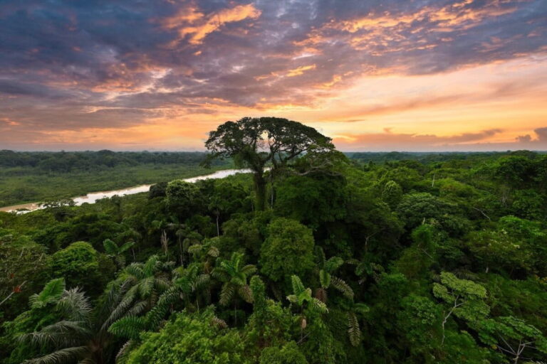 Know about Amazon Rainforest Map, Facts & Information in 2026