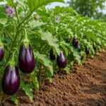 Brinjal